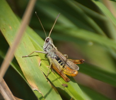 Gomphocerippus rufus