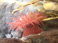 Actinia equina