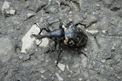 Liparus glabrirostris