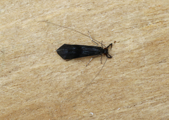 Mystacides azureus