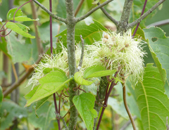Clematis virginiana