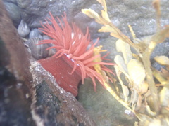 Actinia equina