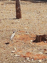 Vanellus chilensis
