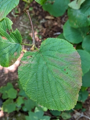 Viburnum lantanoides