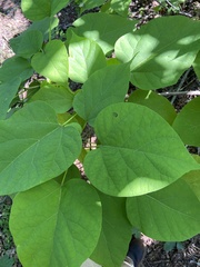 Catalpa speciosa