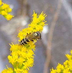 Philanthus triangulum