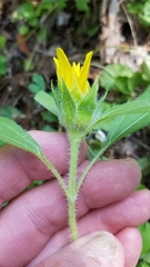 Helianthus hirsutus