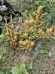 Plantae