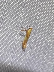 Caloptilia