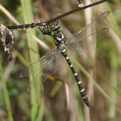 Cordulegaster bidentata