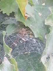 Allagelena gracilens