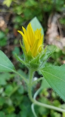 Helianthus hirsutus
