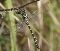 Cordulegaster bidentata