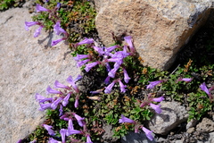Penstemon davidsonii davidsonii
