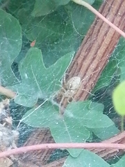 Allagelena gracilens
