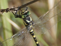 Cordulegaster bidentata