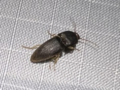 Heteroderes amplicollis