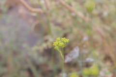 Apiaceae