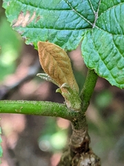 Viburnum lantanoides