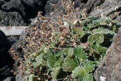 Potentilla villosa