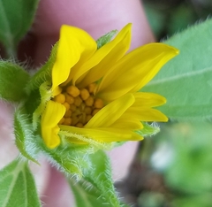 Helianthus hirsutus