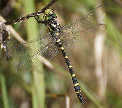 Cordulegaster bidentata
