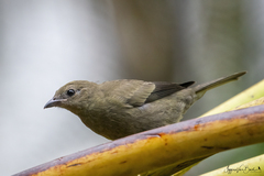 Thraupis palmarum