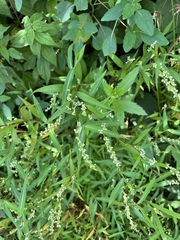 Persicaria punctata