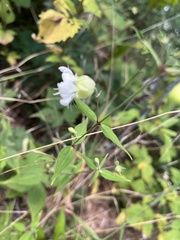 Silene stellata