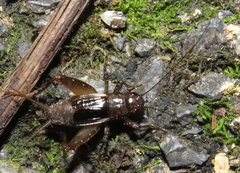 Eunemobius carolinus