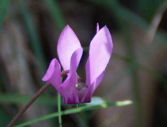 Cyclamen purpurascens
