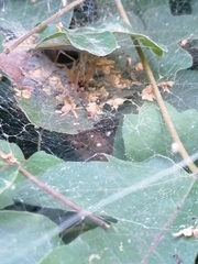 Allagelena gracilens