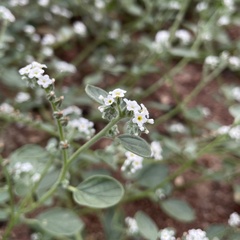 Heliotropium europaeum