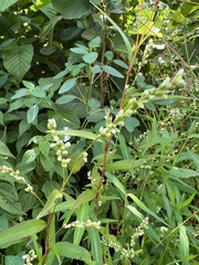 Persicaria punctata