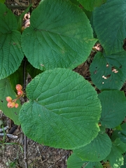 Viburnum lantanoides