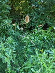 Dipsacus fullonum