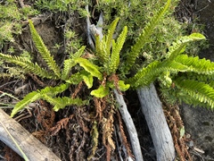 Polystichum scopulinum