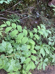 Streptopus amplexifolius