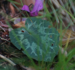 Cyclamen purpurascens