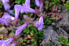 Penstemon davidsonii davidsonii