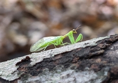 Zeugomantispa minuta