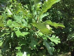 Quercus macrocarpa