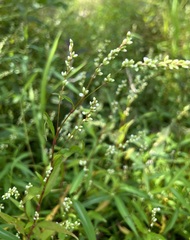 Persicaria punctata