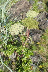 Angelica lucida
