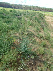 Lactuca serriola