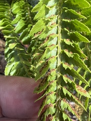 Polystichum scopulinum