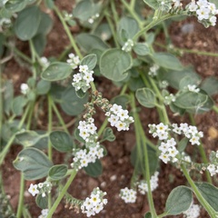 Heliotropium europaeum