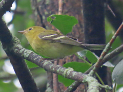 Setophaga castanea