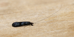 Mystacides azureus