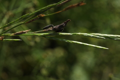Ceratomegilla notata